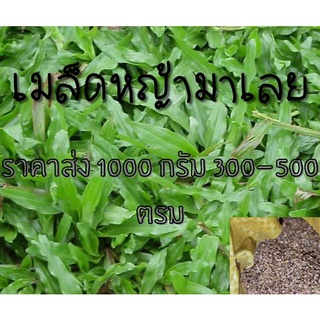 เมล็ดหญ้ามาเลยเซีย 1000 กรัม เมล็ดหญ้าสนาม ราคาส่ง ปลูกง่าย