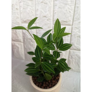 เปปเปอร์ลายเเตงโม PEPEROMIA PUTEOLATA RADIATOR PLANT กระถางดินเผา+ จานรอง 280