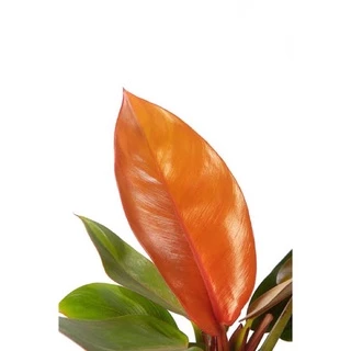 เชอรี่เรด กุมารแดงเรียกทรัพย์ กระถาง 6 นิ้ว 5-6 ใบ ใบกลม(philodendron cherry red)