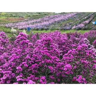 ♥️ขายดีมาก ต้นมากาเรตพันธุ์ ญี่ปุ่น รุ่นกระถาง 2 นิ้ว ทนร้อน ชอบแดด ดอกฟูสวยงาม