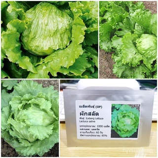 ขายดี สวนครัว/เมล็ดพันธุ์ ผักสลัด ไอซ์เบิร์ก (Iceberg Lettuce Seed) บรรจุ 1000 เมล็ด คุณภาพดี ร/อินทรีย์ คละ สวนครัว ดอก