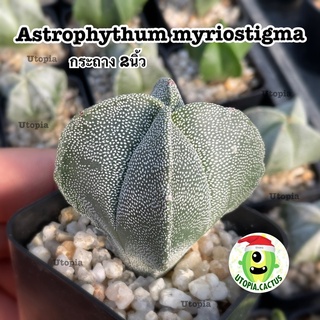 แอสโตร มายริโอซิกม่า *กระถาง 2นิ้ว (Astrophythum myriostigma) /// Utopia