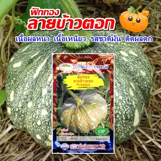 เมล็ดฟักทองลายข้าวตอก (Pumpkin) เมล็ดพันธุ์ เมล็ดพันธุ์ผัก เมล็ดพันธุ์พืช ผักสวนครัว ตราภูเขาทอง