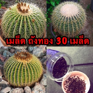 🌱เมล็ดพันธุ์แคคตัส🌱 ถังทองหนามยาว 30 เมล็ด 50 บาท กระบองเพชร