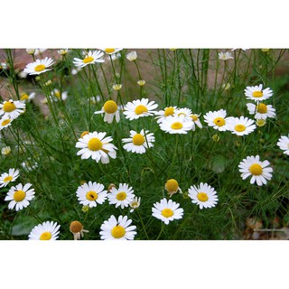 เมล็ด คาโมมาย เยอรมัน - Common German Chamomile