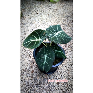 alocasia blackvelvet อโลคาเซีย แบลคเวลเวท  4 นิ้ว