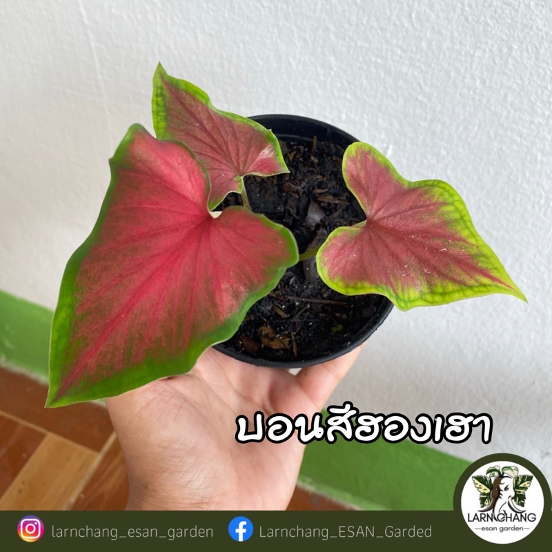 บอนสีฮองเฮา สหัสเดชะ พระลักษณ์ หลวงราชเสน่หา เพชรพันล้าน ฮกหลง เหลืองกันตนา ทูโทน บับเบิ้ล(🪴ส่งพร้อม
