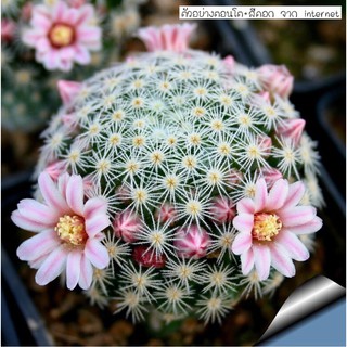 แมมกรีเซเล่ 🌵เพิ่มรูปต้นจริง สีดอกจริง 🌸mammillaria schiedeana ssp. giselae🌸