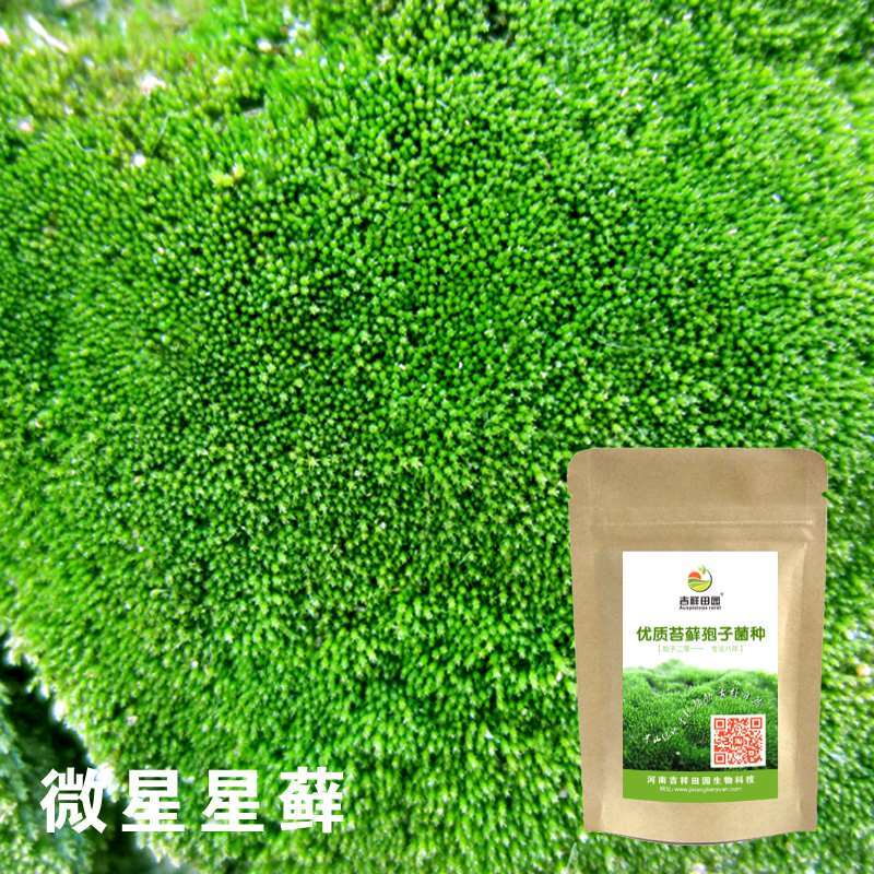 Rockery Bonsai Moss Seed Moss Seed Spore Powder ดูดซับน้ำหิน Grass Seed