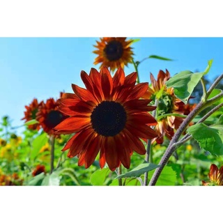 เมล็ดพันธุ์ ดอกทานตะวัน สีแดงกำมะหยี่ 50 เมล็ด Velvet Queen Sunflower เมล็ดพันธุ์แท้