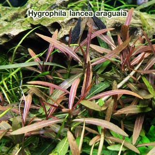 Hygrophila lancea araguaia ต้นไม้น้ำ ต้นไม้น้ำพร้อมปลูก ** กรุณาอ่านรายละเอียดก่อนสั่งซื้อ **