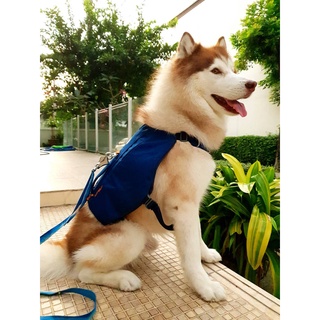 สายรัดอกสุนัข RUFFWEAR พร้อมกระเป๋าเป้ รุ่น Switchbak Dog Harness, Pack &amp; Harness Hybrid for Day Trips &amp; Everyday Use