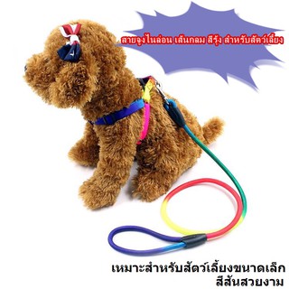 N041-สายจูงสัตว์เลี้ยง สีรุ้ง เส้นกลม  ชือกรัดอก สายรัดอก สายจุงสุนัข/แมว-P193