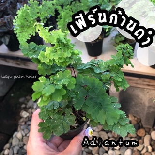 🌿🖤 เฟิร์นก้านดำ  Adiantum 🖤🌿 ไม้ใบที่มีเสน่ห์ ไม้อันดับต้น ๆ ที่หลายคนนิยมสะสมและปลูกเลี้ยงเพื่อสร้างเสน่ห์ให้กับสวน ✅