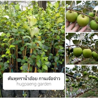 ต้นพุทราน้ำอ้อย กานเจ้อจ่าวทาบกิ่ง70ซม.