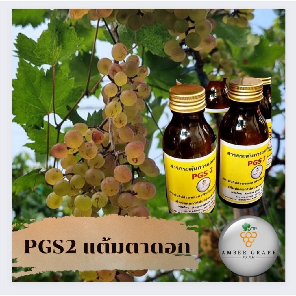 Amber grape Farm สารกระตุ้นการแตกตาดอก PGS2 อินทรีย์ ฮอร์โมนกระตุ้นตาดอ (สำหรับต้นองุ่น และไม้ผล) ใช้แทนสารดอแม็กซ์
