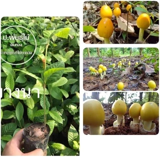 ต้นยางนา ต้นยางนาใส่เชื้อเห็ด สูง 30เซน ใส่เชื้อเห็ดระโงก เห็ดตับเต่า เห็ดโคน เห็ดเผาะ หากเสียหายเครมฟรี