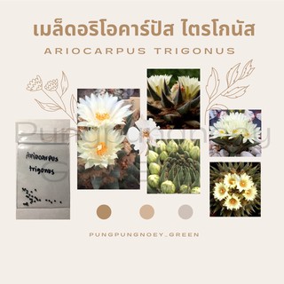 เมล็ดกระบองเพชร เมล็ดแคคตัส เมล็ด Ariocarpus trigonus 10 เมล็ด