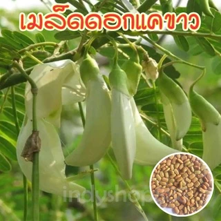 เมล็ดพันธุ์ ดอกแค (แคบ้าน) แคขาว ดอกกินได้ ยอดก็กิได้ เป็นศรีแก่บ้าน บรรจุตัวเลือก 70 เมล็ด [ซื้อ 10 แถม 1 คละได้]