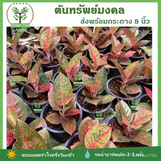 ต้นทรัพย์มงคล ไม้มงคล สีแดง ขายดีและเป็นที่นิยม ในกระถาง 6-8 นิ้ว ไม้ฟอกอากาศ ปลูกในที่แดดรำไร向日葵/手链/裙子/母婴/文胸/生菜/帽子/儿童/种