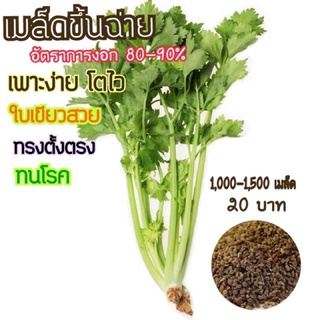 เมล็ดขึ้นฉ่าย คึนฉ่าย 1,500-2,000 เมล็ด 20 บาท #ขึ้นฉ่าย  (Chinese​ Celery)​ #คึ่นฉ่าย #คึ่นช่าย #เมล็ดคึ้นช่าย