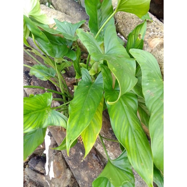 เสน่ห์จันทร์หอมป่า ไม้มงคล