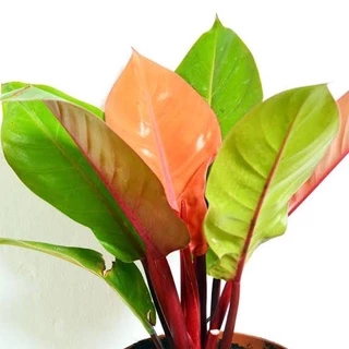 เชอรี่เรด กุมารแดงเรียกทรัพย์ กระถาง 6 นิ้ว 5-6 ใบ ใบกลม(philodendron cherry red)