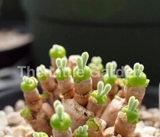 เมล็ดพันธ์ุ🌱”หูกระต่าย🐰” (Monilaria Obconica)พร้อมปลูก 30เมล็ด🌸