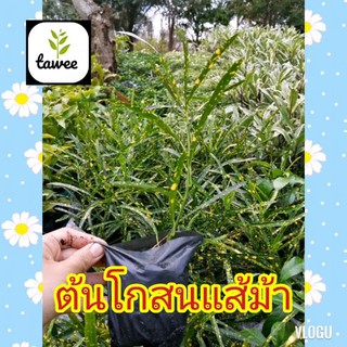 ต้นโกสนแส้ม้า  ถุง 4-5 นิ้ว​ โก​สน​ ต้น​โก​สน​
