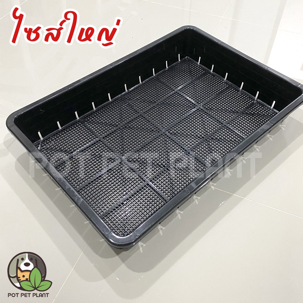 [ขั้นต่ำ2ใบ] ถาดเพาะต้นอ่อน ถาดไดโซะ ปลูกแคคตัส (แบบโปร่ง) – 0256