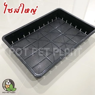 [ขั้นต่ำ2ใบ] ถาดเพาะต้นอ่อน ถาดไดโซะ ปลูกแคคตัส (แบบโปร่ง) - 0256