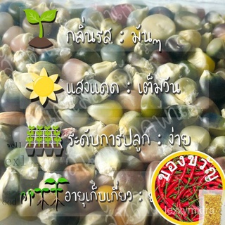 เมล็ดพันธุ์ ข้าวโพดพลอย ข้าวโพดอัญมณี Glass Gem Corn Seed 20 เมล็ด  เมล็ดพันธุ์แท้100%นำเข้าจากต่างประเทศ ปลูกผักสวนครัว