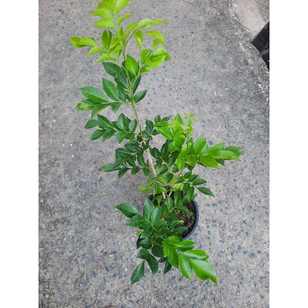 *(พร้อมส่ง1-2วัน) แก้วไทย (ทำรั้ว)กระถาง 5.5 นิ้ว ดอกหอม (จัดส่ง1-2วัน)