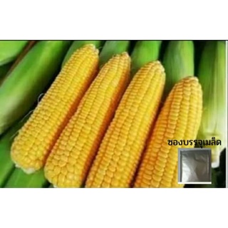 [50 เมล็ด] 🌽 เมล็ดข้าวโพดหวานสีเหลือง 1351 แบรนด์ Dr.Pek