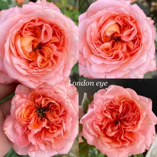 กุหลาบลอนดอนอาย​ (London eye rose)​