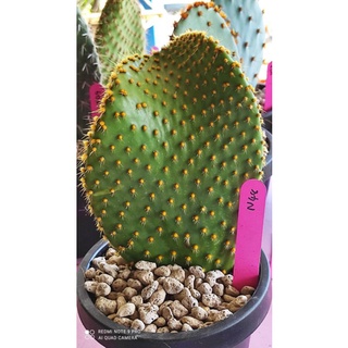 Opuntia Insularis Hybrid มีรากแล้ว(N48)