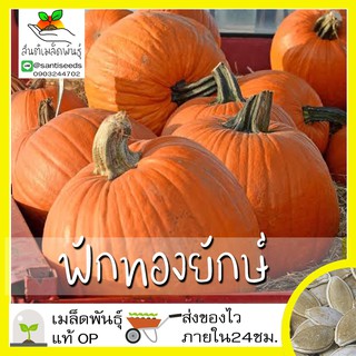 เมล็ดพันธุ์ ฟักทองยักษ์ 3 เมล็ด Atlantic Giant Pumpkin Seed เมล็ดพันธุ์แท้100% นำเข้าจากต่างประเทศ ปลูกผัก สวนครัว ถูกดี