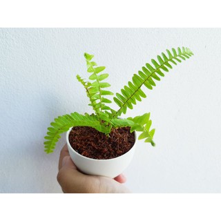 เฟิร์นใบมะขาม (Sword Fern)ต้นไม้ฟอกอากาศ
