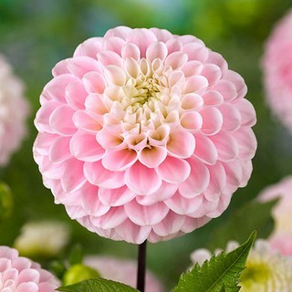 รักเร่ Dahlia สายพันธุ์ Wizard of Oz Dahlias นำเข้าจากเนเธอร์แลน หัวสดใหม่ 1 หัว/ออเดอร์