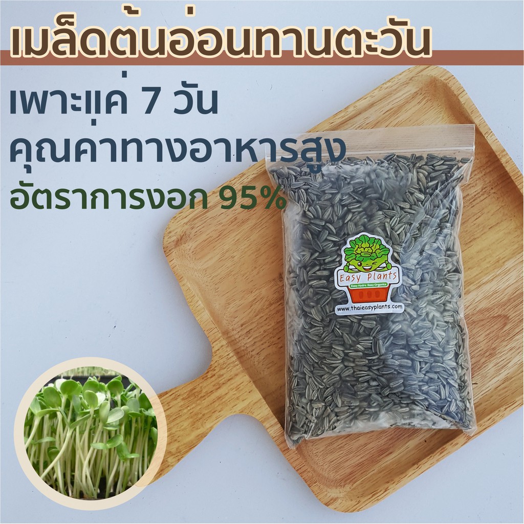 Best saller เมล็ดต้นอ่อนทานตะวัน สำหรับเพาะต้นอ่อน **ขายส่ง** เมล็ดฟ้าทะลายโจร เมล็ดแคนตัส เมล็ดผัก เมล็ดพืช กล้วยไม้