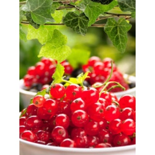 หัวน้ำหอม กลิ่น Red currant and Ivy NG 004036