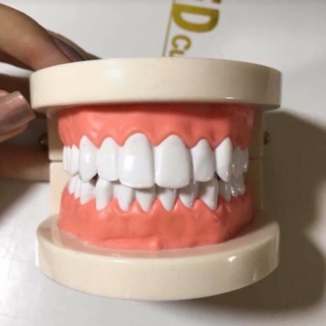 โมเดลฟัน ตัวอย่างจำลองฟัน โมเดลสอนลูกเเปรงฟัน 🎉สั่งแล้วห้ามกดยกเลิกนะค่ะ😍