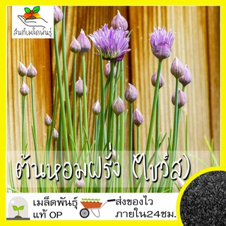 เมล็ดพันธุ์ ต้นหอมฝรั่ง (ไชว์ส) 300 เมล็ด Chives Seed เมล็ดพันธุ์แท้100% นำเข้าจากต่างประเทศ ปลูกผัก สวนครัว ต้นหอม ถูก