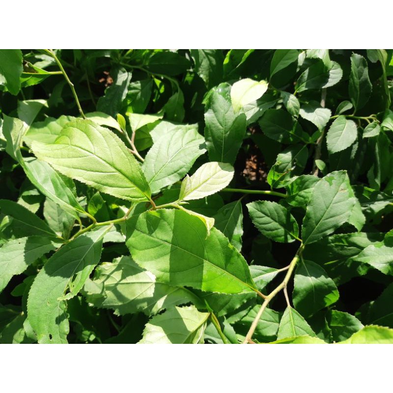 ต้นข่อยดำ หรือ พญาล้างไต สมุนไพรหายากมาก ต้นพันธุ์แข็งแรงพร้อมลงดิน - รูปที่ 2