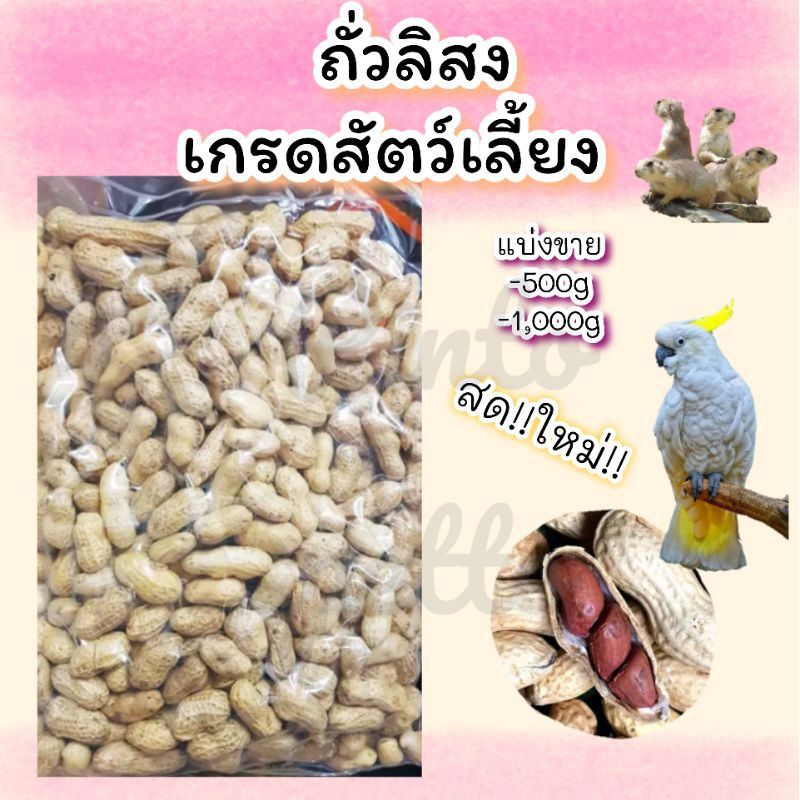 ถั่วลิสงอบแห้ง 500กรัม สำหรับนกแก้วและสัตว์ฟันแทะ แบ่งขาย เกรดอาหารว่าง สำหรับสัตว์เลี้ยง