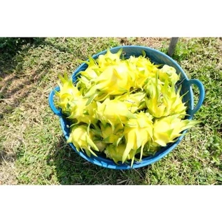 กิ่งพันธุ์แก้วมังกรสีเหลือง