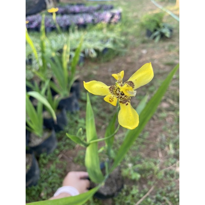 ต้นไอริส ไอริสน้ำ Iris ดอกสีเหลือง