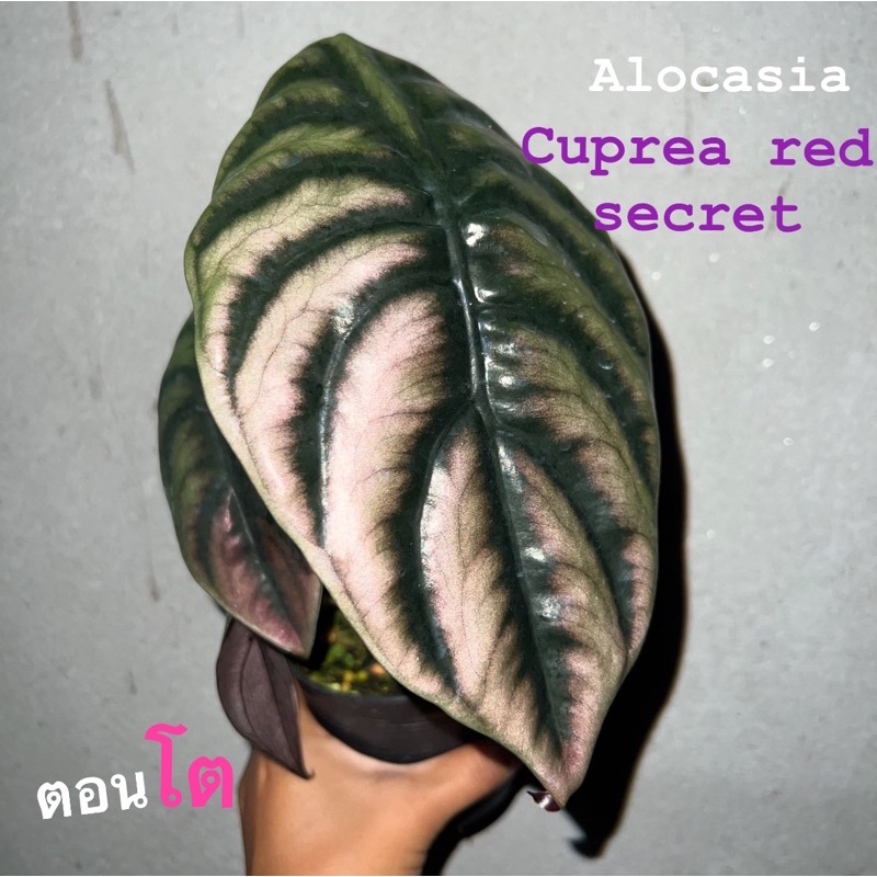Alocasia cuprea red secret อโลคาเซียคูเปรีย เรดซีเคร็ท