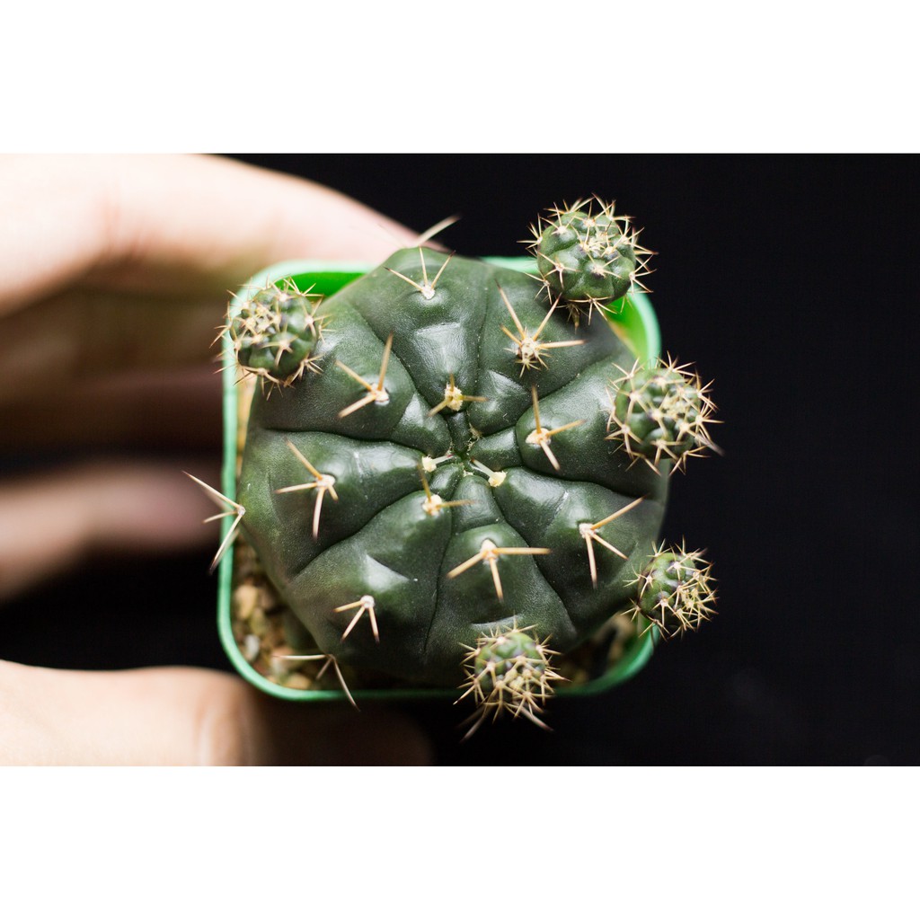 Gymnocalcium กระบองเพชร ไม้อวบน้ำ cactus