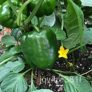 Bell Pepper Seeds - Keystone Resistant Giantสร้อยข้อมือ/บ้านและสวน/พาสต้า/เสื้อ/มะละกอ/ผู้ชาย/เมล็ด/คื่นฉ่าย/กางเกง/seed